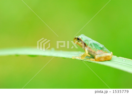 葉の上のニホンアマガエル 1535779