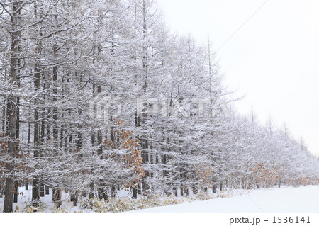 冠雪した木々 1536141