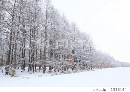 冠雪した木々 1536144