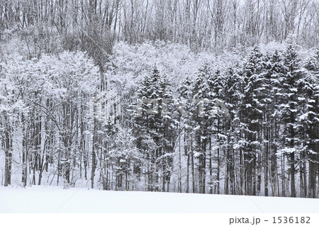 冠雪した木々 1536182