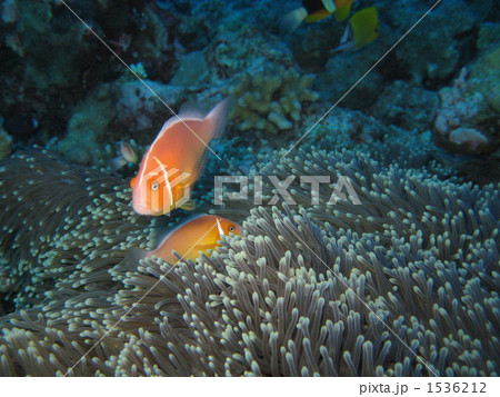 ハナビラクマノミ ハナビラクマノミ 1536212