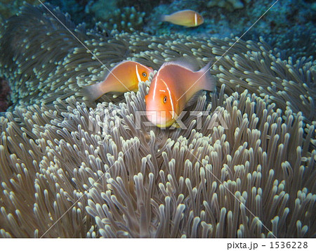 ハナビラクマノミ 1536228