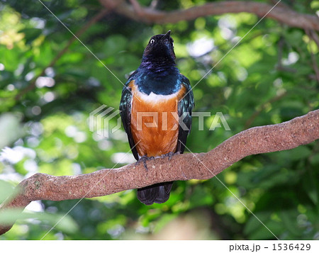 ツキノワテリムク 1536429