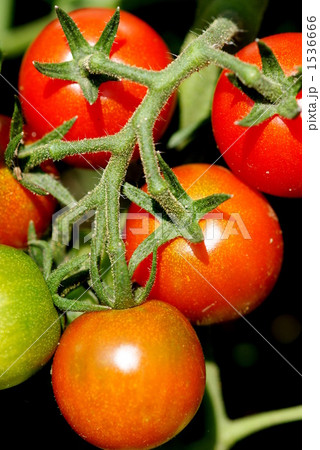 ミニトマト_裏側 1536666