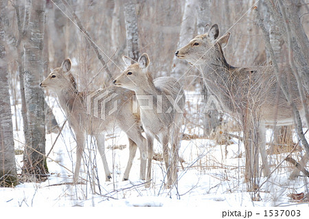 メスのエゾシカの親子 1537003