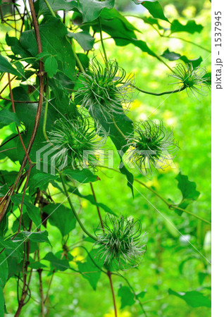 クレマチス クレマチス 1537945