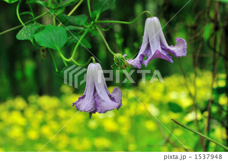 クレマチス 1537948