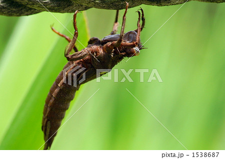 ひっそりと 1538687