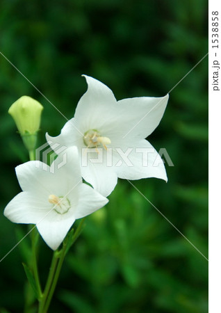 白いキキョウー2 白いキキョウー2 1538858