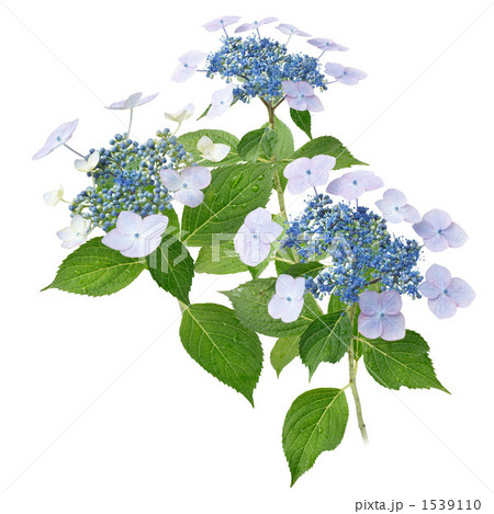 ガクアジサイ（薄い青） 1539110