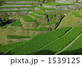 夏に向かって 1539125