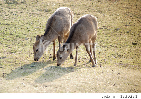 若草山の鹿 若草山の鹿 1539251