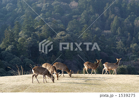 若草山の鹿 若草山の鹿 1539275