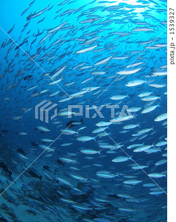 ラッシュ 1539327