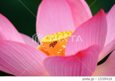 蓮華とミツバチ 蓮華とミツバチ 1539410