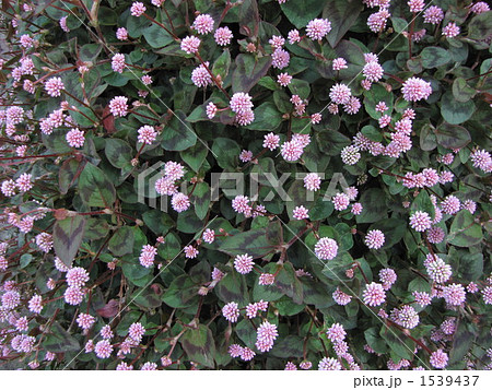 ヒメツルソバ ヒメツルソバ 1539437