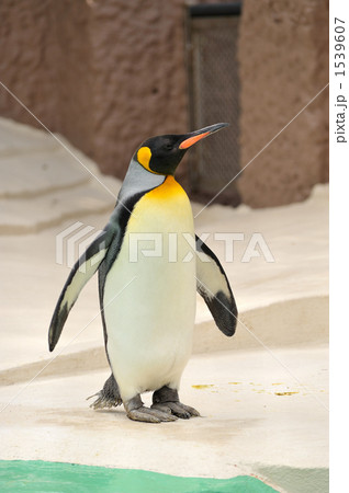 オウサマペンギン 1539607