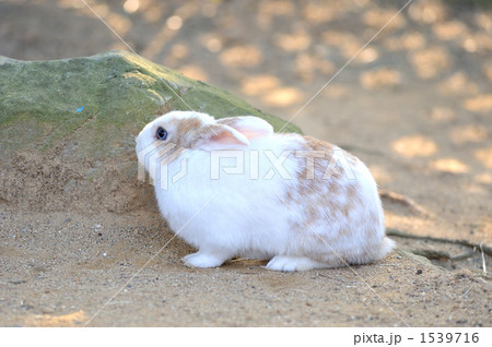 うさぎ 1539716
