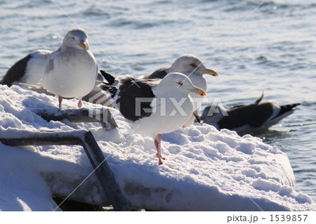 白鳥公園のオオセグロカモメ 1539857