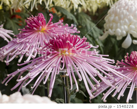 菊の大輪 菊の大輪 1540228