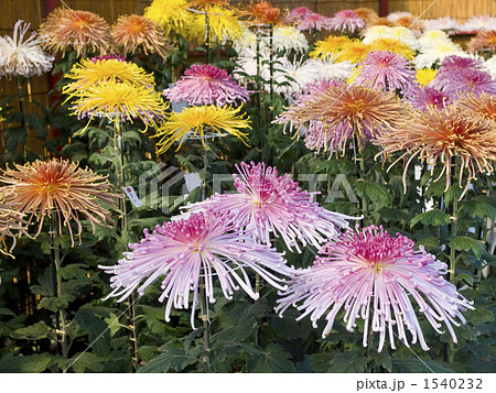 菊花展 1540232