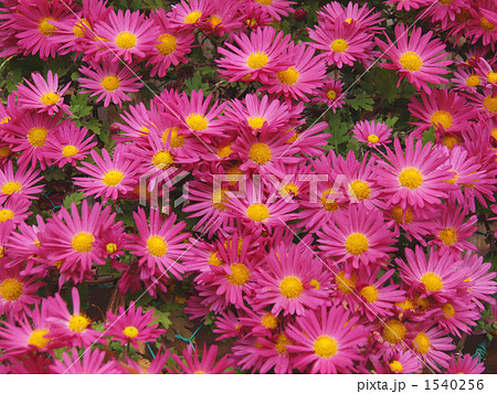 ピンクの子菊 の写真素材