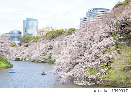 春の千鳥が淵 1540317