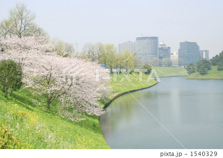 皇居お堀の新緑 1540329