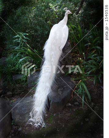 シロクジャク 1540536