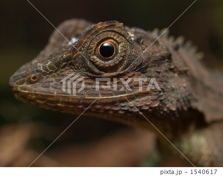 キノボリトカゲの肖像 1540617
