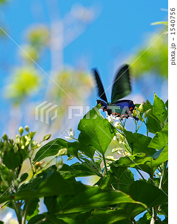 カラスアゲハの吸蜜 カラスアゲハの吸蜜 1540756