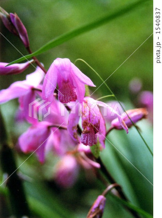 紫蘭・・・その一 1540837