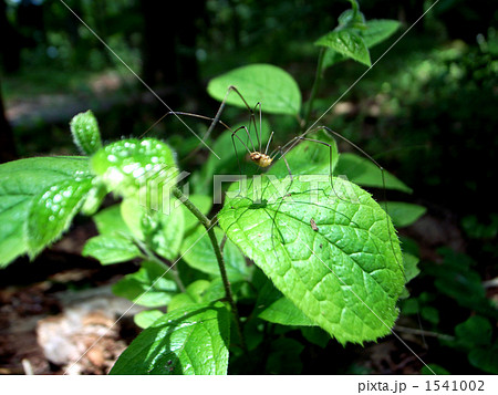 ザトウム シ / 座頭虫 / Opiliones ザトウム シ / 座頭虫 / Opiliones 1541002