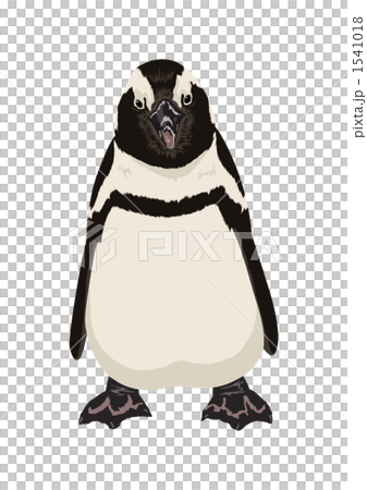 Cape Penguin Cape Penguin 1541018