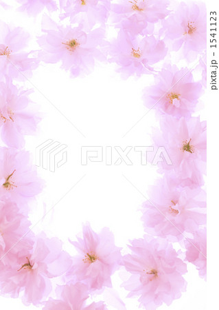 サトザクラの花弁 1541123