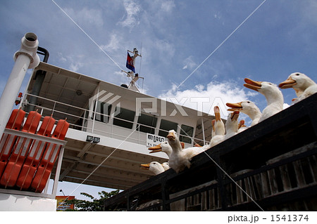 カンボジアのアヒル 1541374