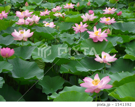 千葉公園の大賀ハス 1541392