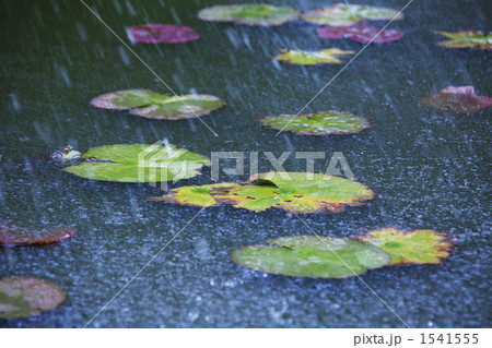 蓮池に降る雨と蛙 蓮池に降る雨と蛙 1541555