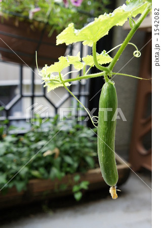 きゅうりの栽培 1542082