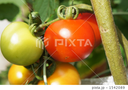トマトの栽培 1542089