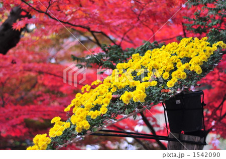 菊の装飾 菊の装飾 1542090