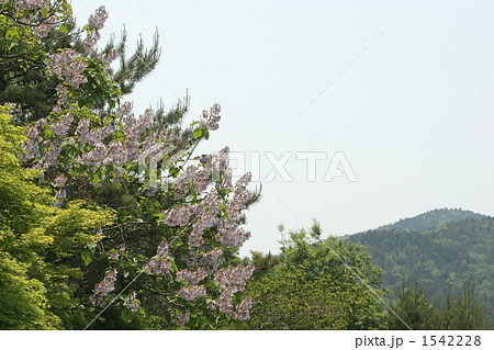 桐の花 桐の花 1542228