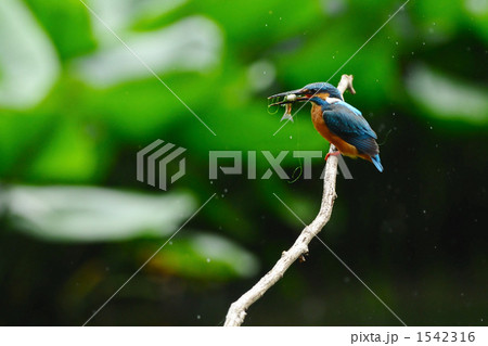 魚を獲ったカワセミ 1542316