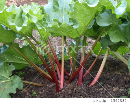 ルバーブ 1542382