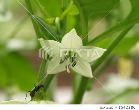 ピーマンの花 1542386
