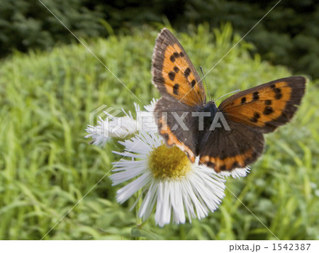ベニシジミ ベニシジミ 1542387