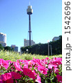 花とシドニータワー 1542696