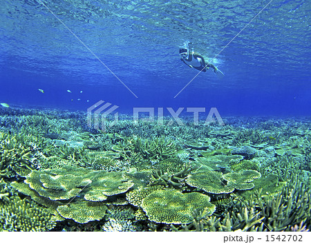 サンゴ礁の海 サンゴ礁の海 1542702
