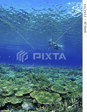 サンゴ礁の海 1542705