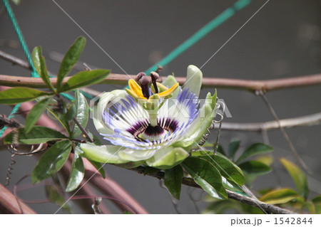 トケイソウ 1542844